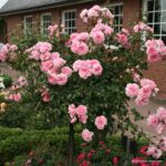 ROSA KORDES 2L Home & Garden® - Obrázek 4