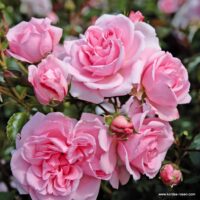 ROSA KORDES 2L Home & Garden®