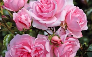 ROSA KORDES 2L Home & Garden®