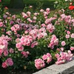 ROSA KORDES 2L Home & Garden® - Obrázek 3