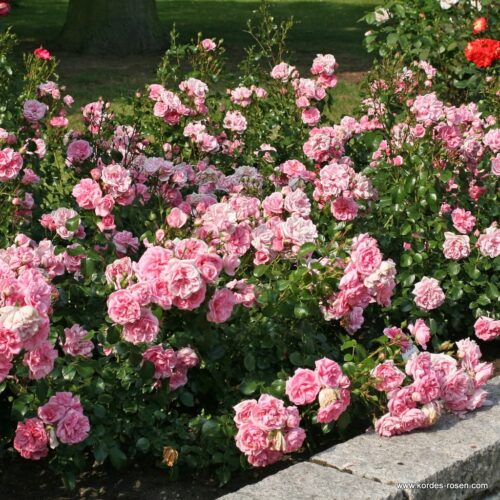 ROSA KORDES 2L Home & Garden® - Obrázek 3
