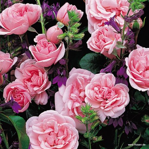 ROSA KORDES 2L Home & Garden® - Obrázek 2