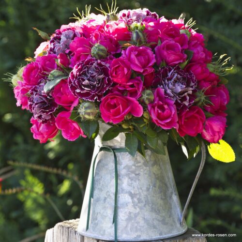 ROSA KORDES 2L Gartenfreund® - Obrázek 4