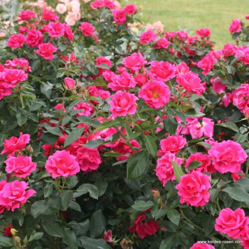ROSA KORDES 2L Gartenfreund® - Obrázek 3