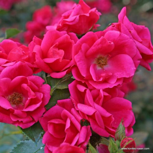 ROSA KORDES 2L Gartenfreund® - Obrázek 2