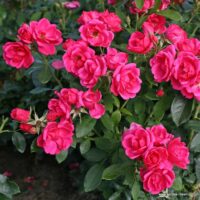 ROSA KORDES 2L Gartenfreund®
