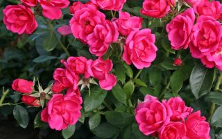 ROSA KORDES 2L Gartenfreund®