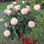 ROSA KORDES 2L Garden of Roses® - Obrázek 4