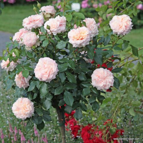 ROSA KORDES 2L Garden of Roses® - Obrázek 4