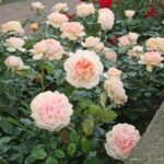 ROSA KORDES 2L Garden of Roses® - Obrázek 3