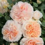 ROSA KORDES 2L Garden of Roses® - Obrázek 2