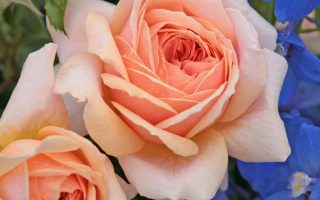 ROSA KORDES 2L Garden of Roses®