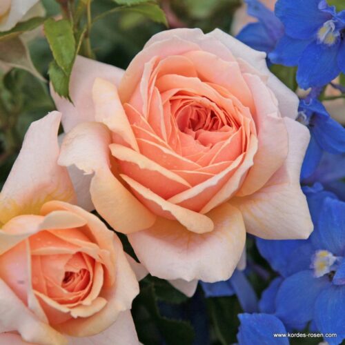 ROSA KORDES 2L Garden of Roses® - Obrázek 1