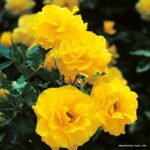 ROSA KORDES 2L Friesia® - Obrázek 4