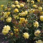 ROSA KORDES 2L Friesia® - Obrázek 3