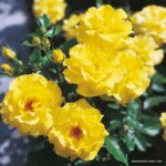 ROSA KORDES 2L Friesia® - Obrázek 2