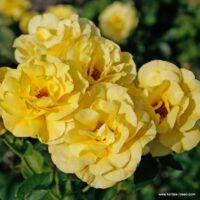 ROSA KORDES 2L Friesia®