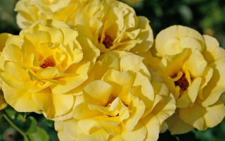 ROSA KORDES 2L Friesia®