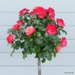 ROSA KORDES 2L Enjoy® - Obrázek 5