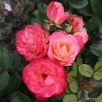 ROSA KORDES 2L Enjoy® - Obrázek 2