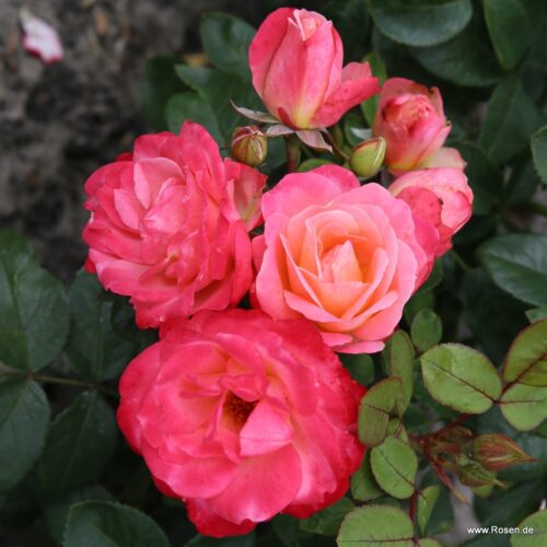 ROSA KORDES 2L Enjoy® - Obrázek 2