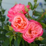 ROSA KORDES 2L Enjoy® - Obrázek 4