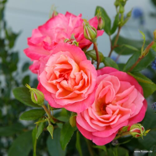 ROSA KORDES 2L Enjoy® - Obrázek 4