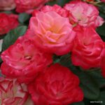 ROSA KORDES 2L Enjoy® - Obrázek 3