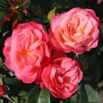 ROSA KORDES 2L Enjoy®