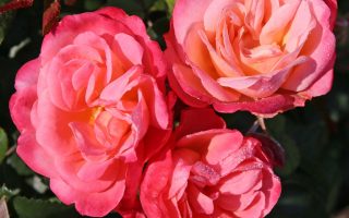 ROSA KORDES 2L Enjoy®