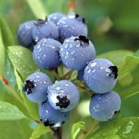 Vaccinium cor. ´Darrow´, 40+ cm