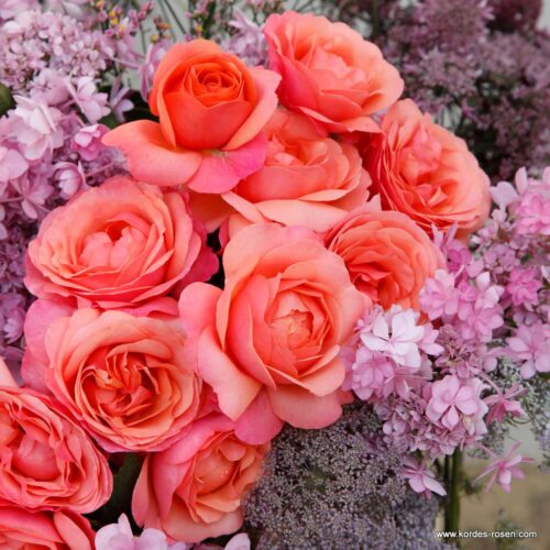 ROSA KORDES 2L Coral Lions-Rose - Obrázek 4