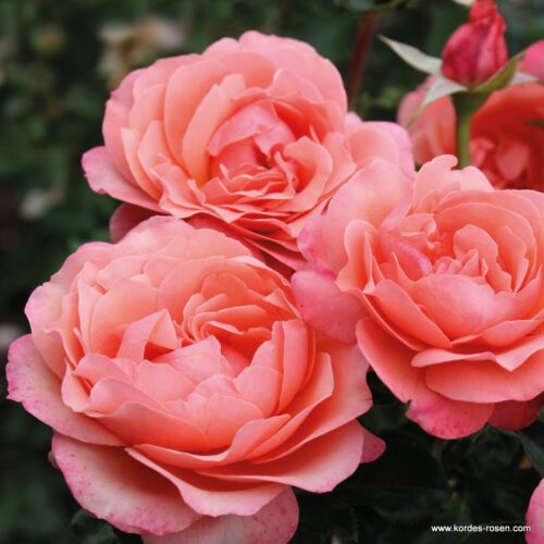 ROSA KORDES 2L Coral Lions-Rose - Obrázek 2