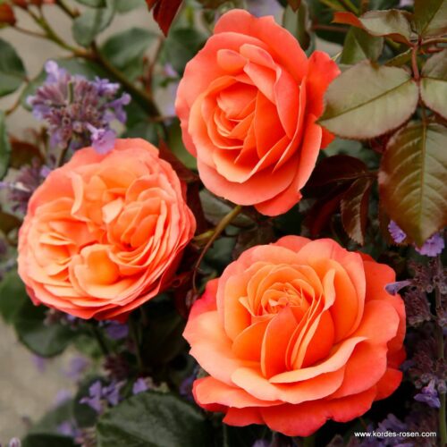 ROSA KORDES 2L Coral Lions-Rose - Obrázek 3