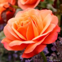 ROSA KORDES 2L Coral Lions-Rose
