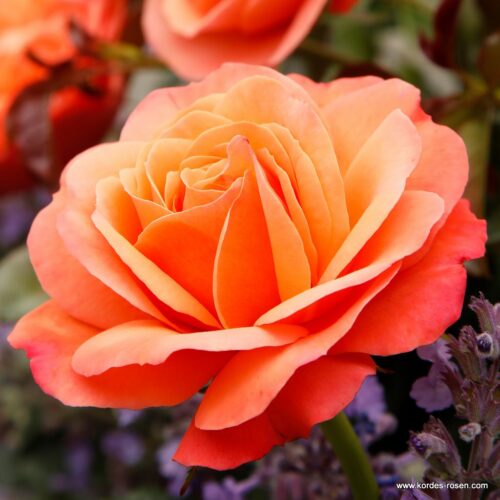 ROSA KORDES 2L Coral Lions-Rose - Obrázek 1