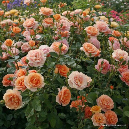 ROSA KORDES 2L Bengali® - Obrázek 3
