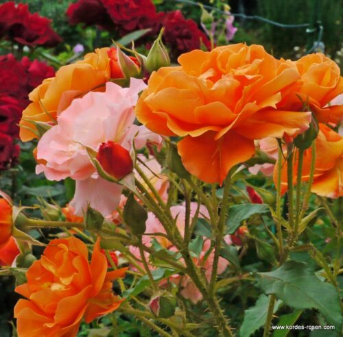 ROSA KORDES 2L Bengali® - Obrázek 4