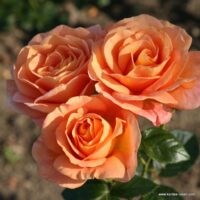 ROSA KORDES 2L Bengali®