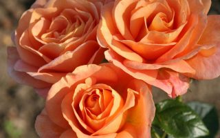 ROSA KORDES 2L Bengali®