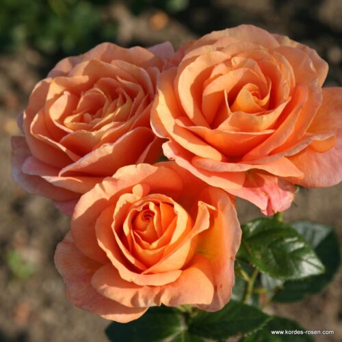ROSA KORDES 2L Bengali® - Obrázek 1