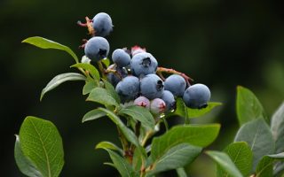 Vaccinium corymbosum ´Burlington´, 40+ cm