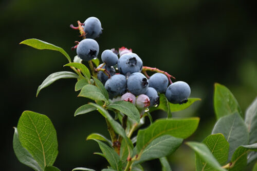 Vaccinium corymbosum ´Burlington´, 40+ cm - Obrázek 1