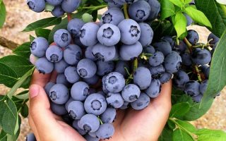 Vaccinium corymbosum ´Ama Rood´, 40+ cm