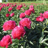 Paeonia lact. 'Kansas'