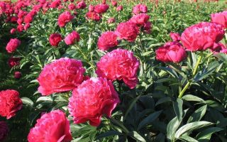 Paeonia lact. 'Kansas'