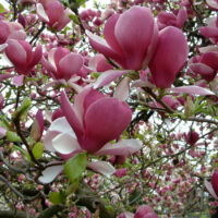 Magnolia x soulangeana 'Rustica Rubra'