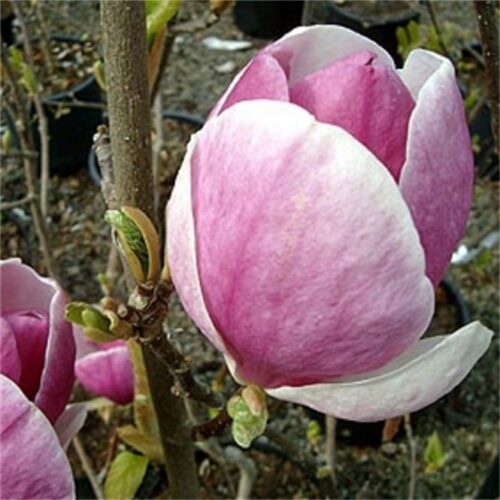 Magnolia soul. 'Lennei' 50 - 60 cm - Obrázek 1