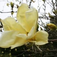 Magnolia 'Yellow Lantern' 50 - 60 cm