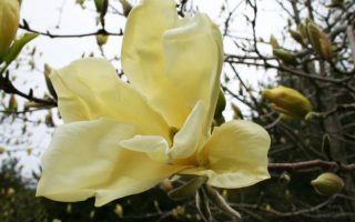 Magnolia 'Yellow Lantern' 50 - 60 cm